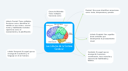 Mind Map: Los Lóbulos de la Corteza Cerebral.