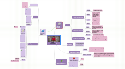 Mind Map: SISTEMA RESPIRATORIO