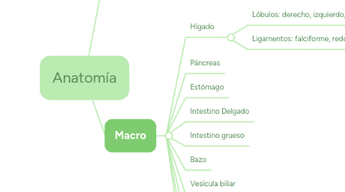 Mind Map: Anatomía