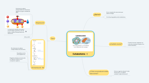 Mind Map: Catabolismo