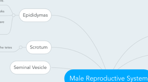 Mind Map: Male Reproductive System