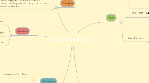 Mind Map: Circulatory System