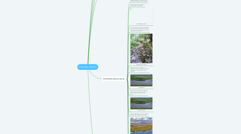 Mind Map: Ecosistema Acuatico