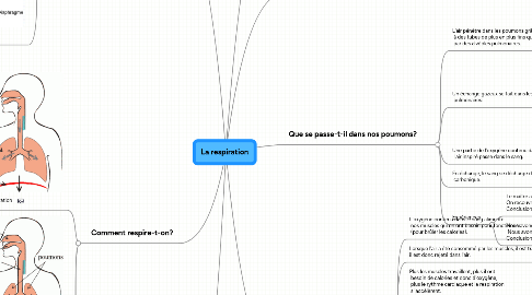 Mind Map: La respiration