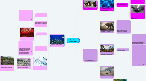 Mind Map: Les Trois Niveaux de la Biodiversité