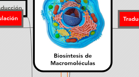 Mind Map: Biosíntesis de Macromoléculas