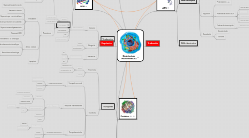 Mind Map: Biosíntesis de Macromoléculas