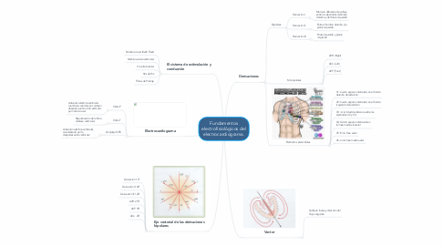 Mind Map: Fundamentos electrofisiológicos del electrocardiograma.