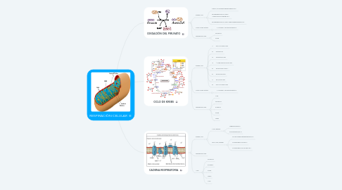 Mind Map: RESPIRACIÒN CELULAR