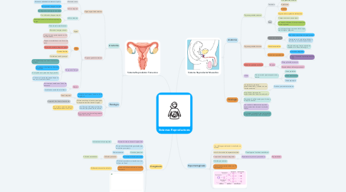 Mind Map: Sistemas Reproductores