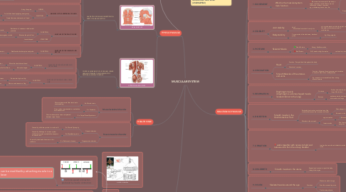 Mind Map: MUSCULAR SYSTEM
