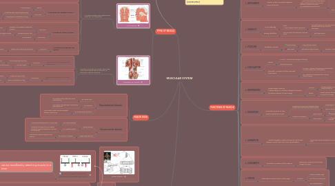 Mind Map: MUSCULAR SYSTEM