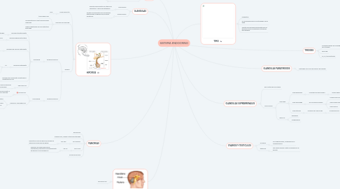 Mind Map: SISTEMA ENDOCRINO