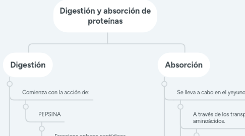 Mind Map: Digestión y absorción de proteínas