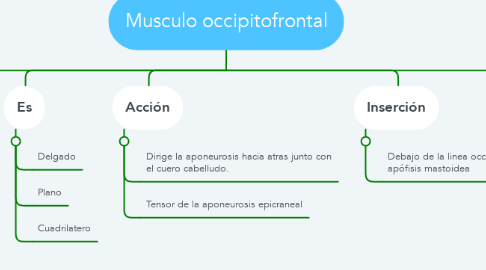 Mind Map: Musculo occipitofrontal
