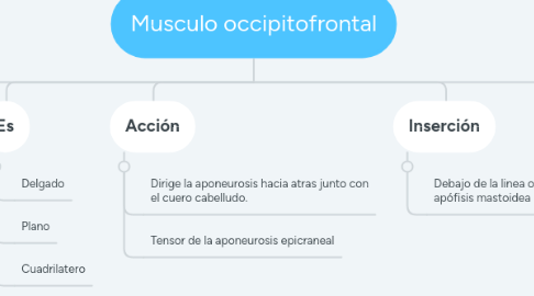 Mind Map: Musculo occipitofrontal