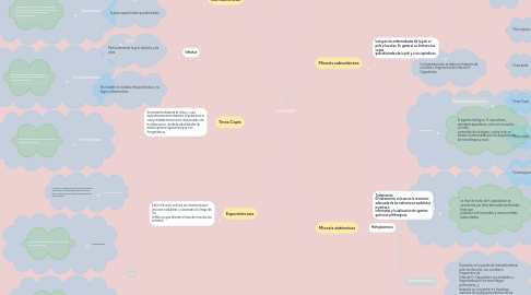 Mind Map: HONGOS