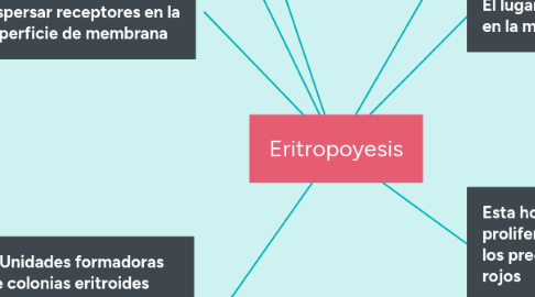 Mind Map: Eritropoyesis