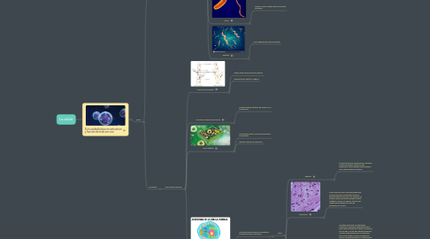 Mind Map: La célula