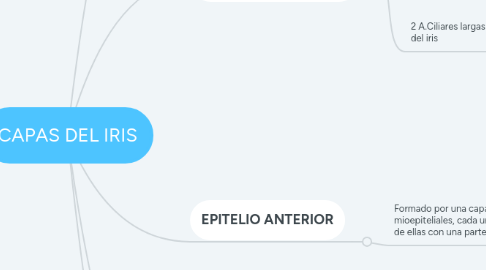 Mind Map: CAPAS DEL IRIS