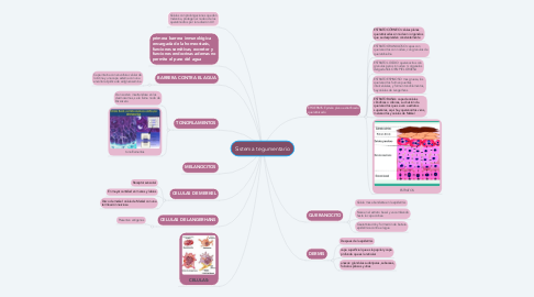 Mind Map: Sistema tegumentario