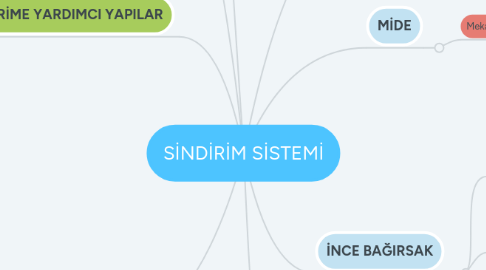 Mind Map: SİNDİRİM SİSTEMİ