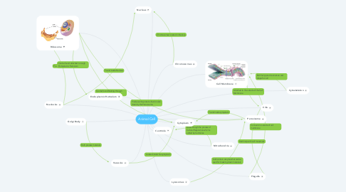Mind Map: Animal Cell