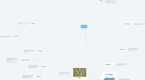 Mind Map: Plant Cell