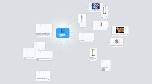 Mind Map: Skeletal system,   circulatory system.