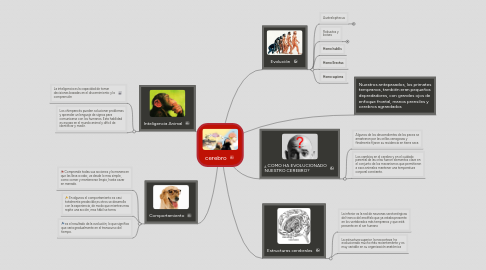 Mind Map: cerebro