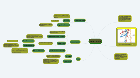 Mind Map: LA NEFRONA