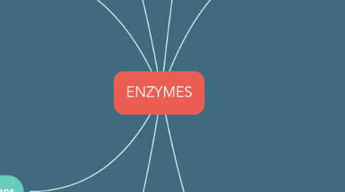 Mind Map: ENZYMES