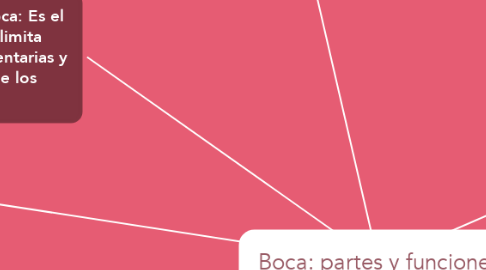 Mind Map: Boca: partes y funciones