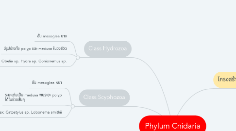 Mind Map: Phylum Cnidaria