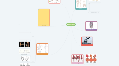 Mind Map: Anatomía Humana