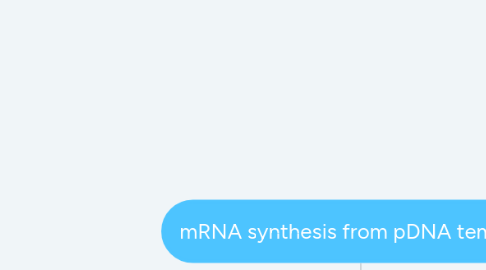 Mind Map: mRNA synthesis from pDNA template