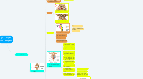 Mind Map: PARTE 1 TEMA 8:El Sistema Nervioso Central : Organización Anatomofuncional