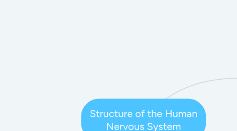 Mind Map: Structure of the Human Nervous System