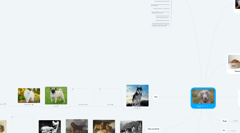 Mind Map: Koer