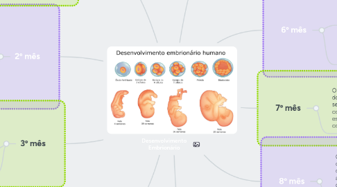 Mind Map: Desenvolvimento Embrionário