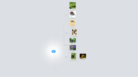 Mind Map: Insects