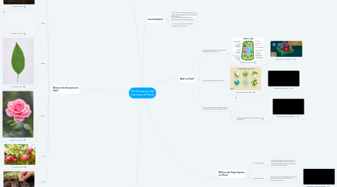 Mind Map: The Structures and Functions of Plants