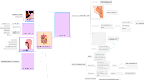 Mind Map: SISTEMA DIGESTIVO