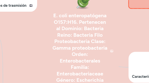 Mind Map: E. coli enteropatógena O157:H16. Pertenecen al Dominio: Bacteria Reino: Bacteria Filo Proteobacteria Clase: Gamma proteobacteria Orden: Enterobacterales Familia: Enterobacteriaceae Género: Escherichia Especie: E. Coli