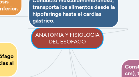 Mind Map: ANATOMIA Y FISIOLOGIA DEL ESOFAGO