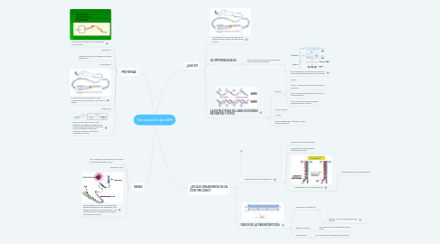 Mind Map: Transcripción del ADN