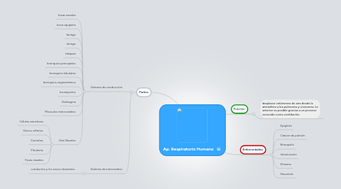 Mind Map: Ap. Respiratorio Humano