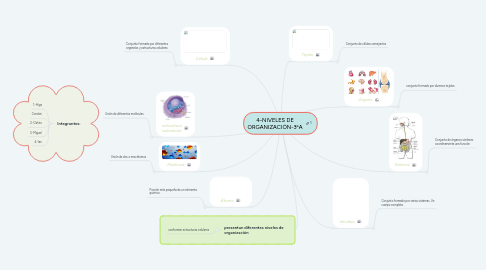 Mind Map: 4-NIVELES DE ORGANIZACIÓN-3ºA