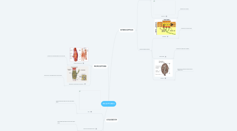 Mind Map: RECEPTORES