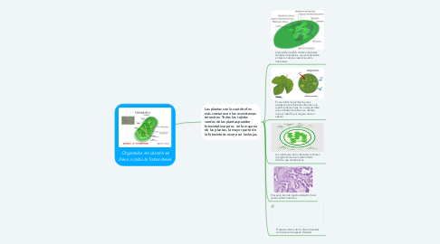 Mind Map: Organelos en donde se lleva a cabo la fotosíntesis